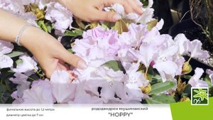 Рододендрон Хоппи: цветение достойное Эдема