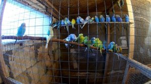 Волнистые попугаи переехали на зимние квартиры