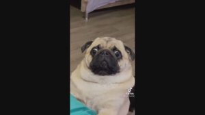 ЛЁНЯ воевал во ВЬЕТНАМЕ ))))) Ахахахах #приколы #смешныевидео #юмор #тикток #shorts 424