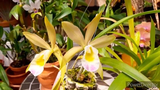 Орхидеи в начале лета. Цветёт изысканный Онцидиум.Про посадку Каттлеи и субстрат. смотреть онлайн