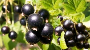 КАК УВЕЛИЧИТЬ УРОЖАЙ ЧЕРНОЙ СМОРОДИНЫ