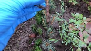 Часть 3 Укоренение хвойных без пяточки ? продолжение эксперимента ?