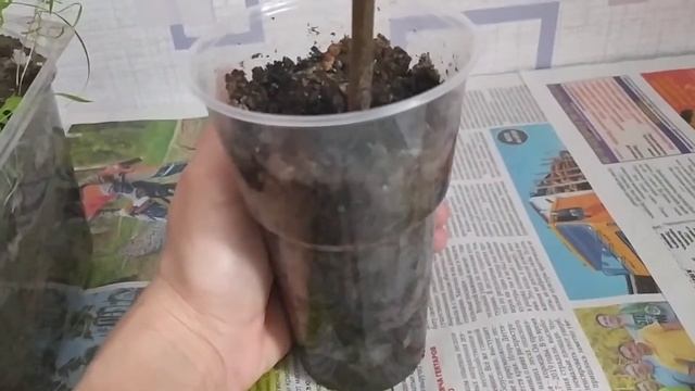 Укорененная веточка алычи Комета, ещё жива. И даже немного подросла! смотреть онлайн