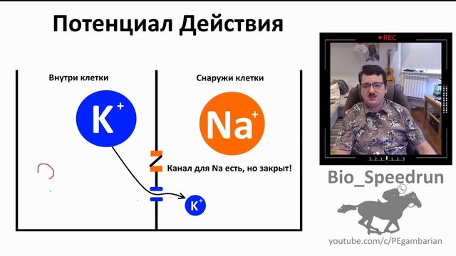 5. Нервная система - клетки (Speedrun анатомия 8 класс, ЕГЭ, ОГЭ 2021) смотреть онлайн