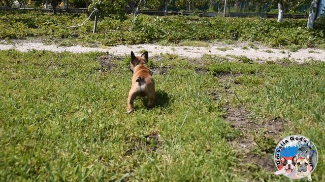 Французский бульдог. Девочка. Продаётся. смотреть онлайн