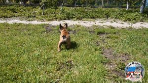 Французский бульдог. Девочка. Продаётся.