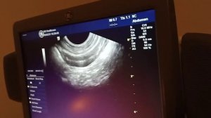 Мастер класс по УЗИ Ветеринария #ветеринар #узи #медицина #хирург #доктор #собака #кіт