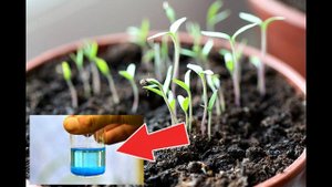 Чрезвычайно важная ПЕРВАЯ ПОДКОРМКА РАССАДЫ ПОМИДОР до пикировки!