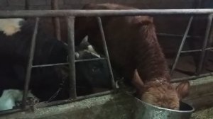 (44) расход корма на одного быка в сутки