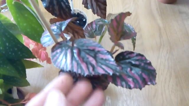 Комнатные цветы. смотреть онлайн