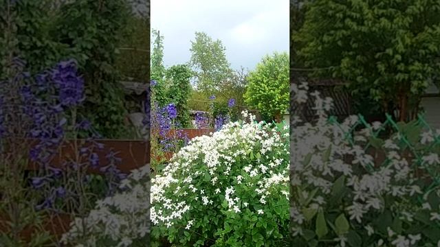 Клематис маньчжурский. (Clematis mandschurica)?