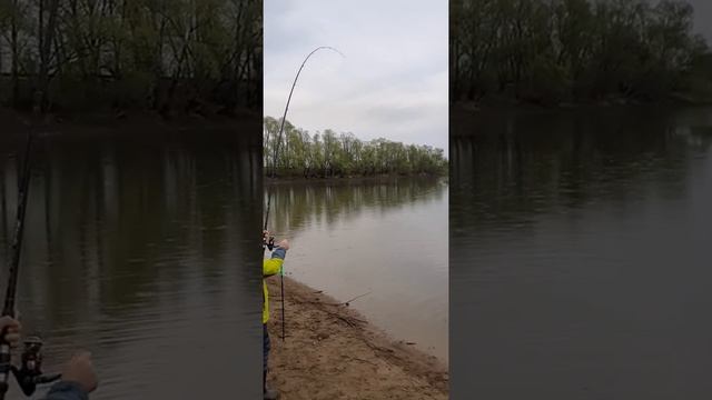 Рыбалка, ловля карпа, ловим на кукурузу карпа, озеро Синец, Рязань, рыбалка в Рязани