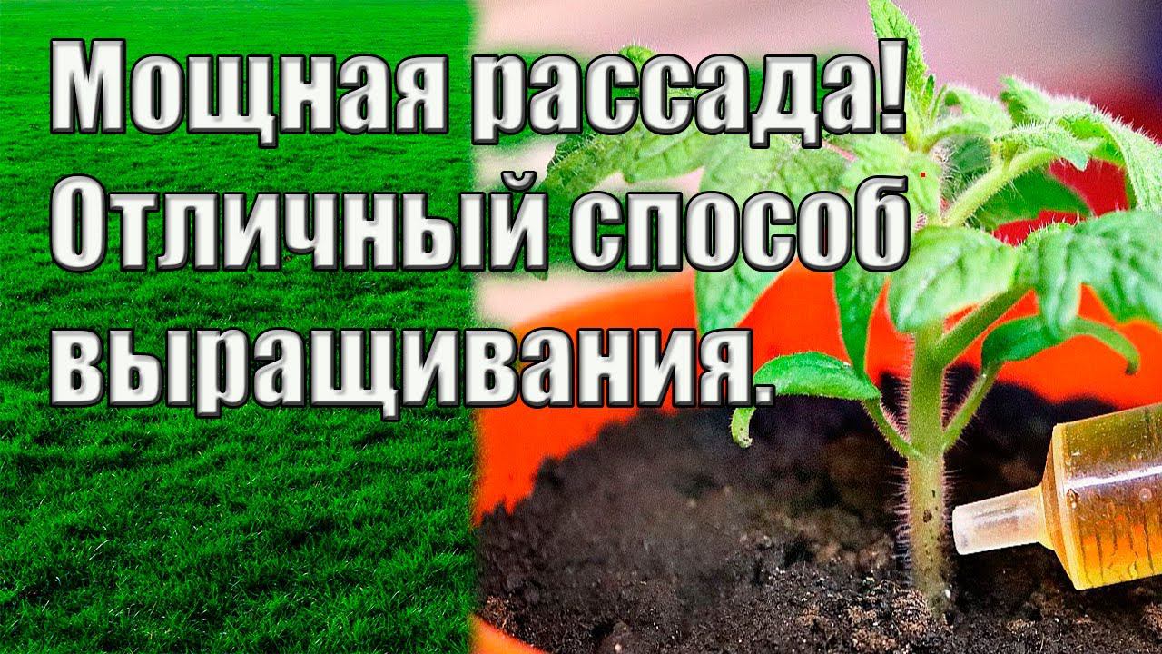 Выращиваем мощную, здоровую рассаду Отличный способ Садоводам на заметку
