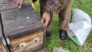 Промышленная пасека нашего товарища Олега Чернявского.