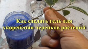 Как сделать гель для укоренения черенков растений