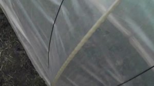 Как сделать парник для клубники. Багуны, туннели для клубники.