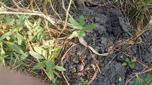 вот как надо выращивать картофель