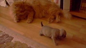 Большой кот и маленький щенок Big cat and a small puppy