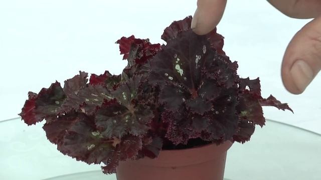 Мини бегония DS смотреть онлайн