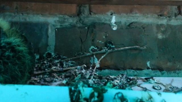 Птенцы голубя