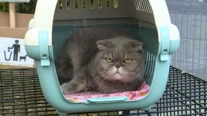 Фестиваль «Мокрый нос» объединил любителей собак и кошек в Нефтеюганске