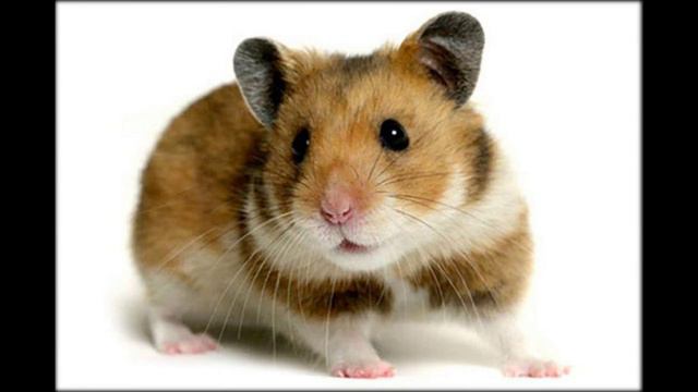 говорящий хомяк повторюшка смотреть онлайн