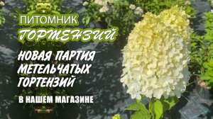 Питомник гортензий. Пополнение коллекции сортов в нашем интернет-магазине