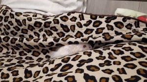 КАК СДЕЛАТЬ ХОМЯКА НЕВЕРОЯТНО РУЧНЫМ