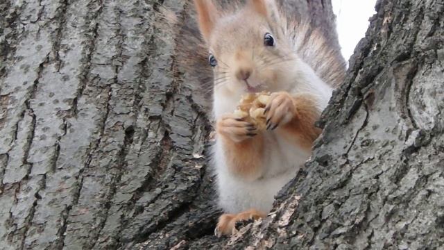 Поймал белку. Все по серьезному белки. Все по серьезному белки. Все по серьезному белки. Все по серьезному белки.