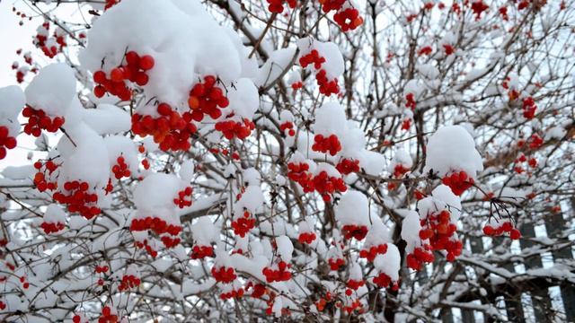ПЕРВЫЙ СНЕГ В НАШЕМ ГОРОДЕ. ПРОГУЛКА С МЭРИ. смотреть онлайн