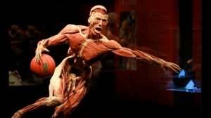 Музей доктора смерти Plastinarium