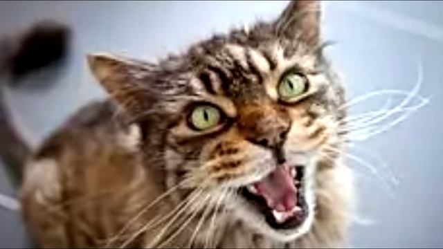 «Утоплю выродков!» мужчина погрузил котят в мешок. Кошка бежала за ним, пытаясь спасти своих малыше смотреть онлайн