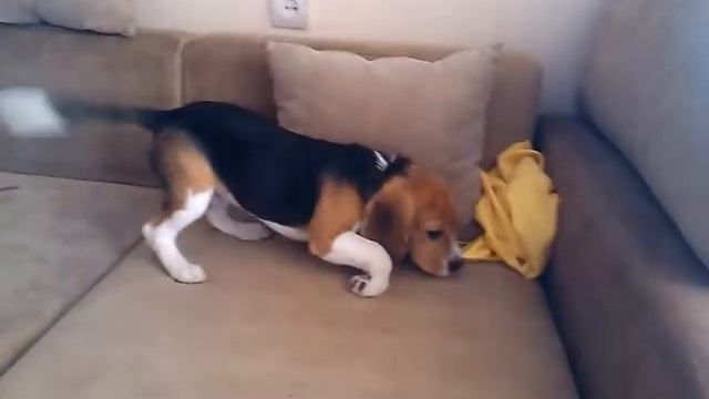 Пение собаки породы бигль || Singing dog beagle смотреть онлайн