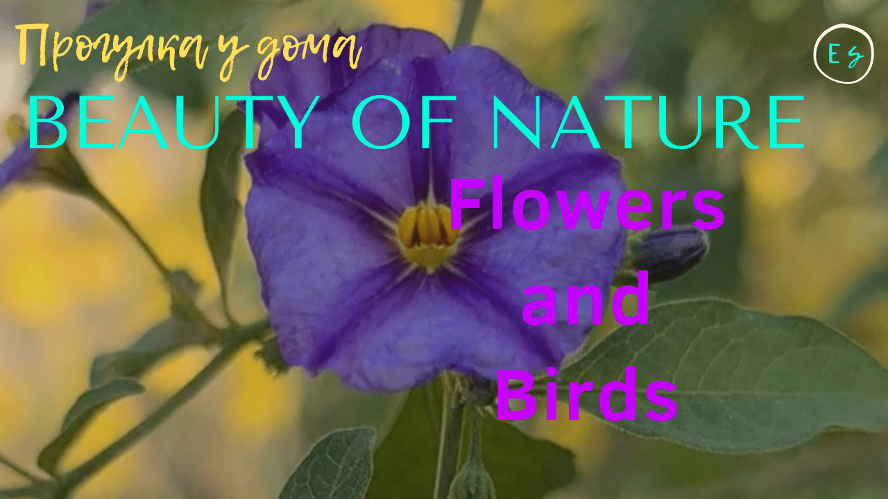 BEAUTY OF NATURE/Flowers and Birds/Природа/Цветы, птицы, и не только.