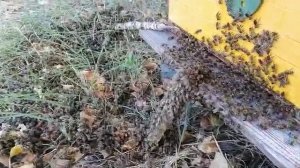 пчела пешком в улей заходит.mp4