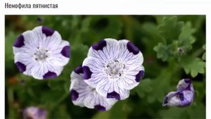 Немофила посадка и уход в открытом грунте Когда сажать семена на рассаду