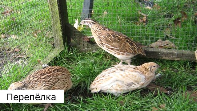 Звуки домашних животных в деревне. Голоса Кур, лошадей, коров, индюка, цесарки и поросёнка.