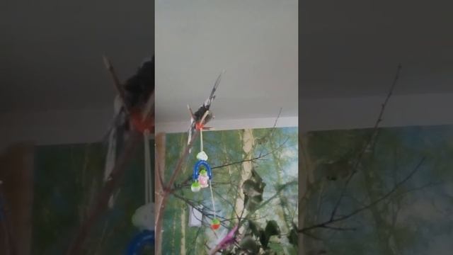Как искупать попугаев под пульвиком