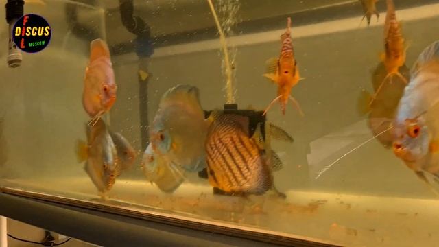 РАСПРОДАЖА ДИСКУСА смотреть онлайн