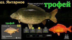 Русская рыбалка 4 / оз. Янтарное / Карп чешуйчатый (трофей), Карп линейный (трофей), Карп Старвас