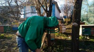 Трутовка.Объединение семьи с маткой трутовкой ранней весной.100% обединения семей весной