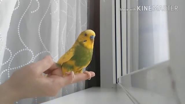 ❤Основные ошибки при адаптации попугая❤|Гоша Гороша