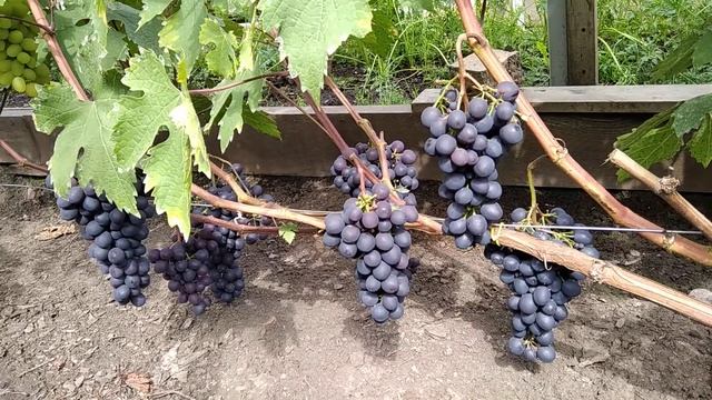 Виноград Красноярска. Сергей Будрис 89029807986 смотреть онлайн