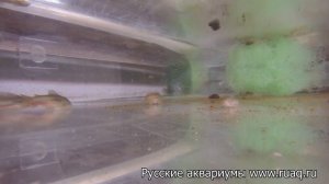 Разведение коридорасов способ №1