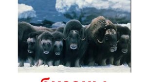 Животные парнокопытные звук