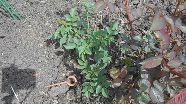 Что же всходит - роза или шиповник. смотреть онлайн