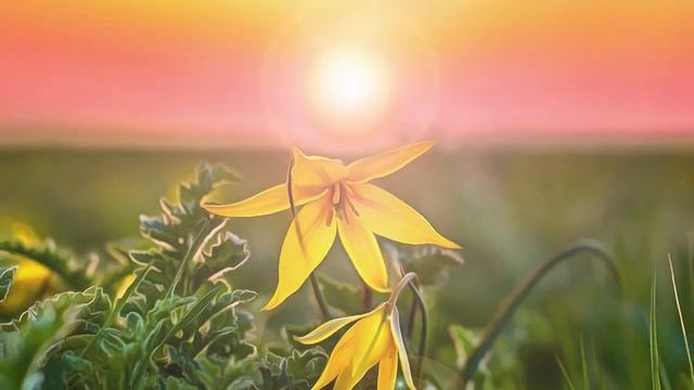 Расслабляющая зарисовка Степные цветы Релакс музыка Relax music Steppe flowers смотреть онлайн