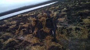 Скрадок для охоты на гуся.