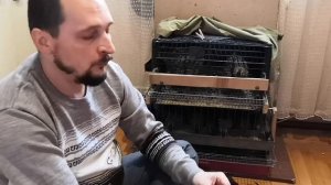 Расклёв у перепелов Быстрое и бесплатное решение 100%