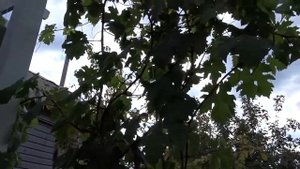 как посадить огурцы рядом с виноградом